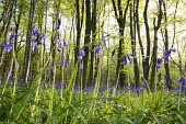 Bluebells in oak woods