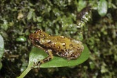Four-spotted tree cophyline frog Adult,Animalia,Arboreal,Tropical,Amphibia,tetra,Sub-tropical,Microhylidae,Anura,Africa,Platypelis,Endangered,Carnivorous,Chordata,IUCN Red List