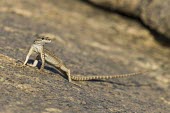 Female Broadleys flat lizard Adult,Adult Female,Terrestrial,Squamata,Cordylidae,Rock,Africa,Platysaurus,Reptilia,Animalia,Chordata,Omnivorous
