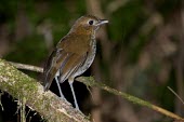 Fenwick's antpitta on a branch Habitat,Species in habitat shot,Aves,Flying,Grallaria,Carnivorous,Formicariidae,Terrestrial,IUCN Red List,South America,Not Evaluated,Passeriformes,Animalia,Forest,Chordata,Critically Endangered