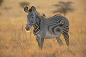 Grevy's zebra Habitat,Adult,Species in habitat shot,Perissodactyla,Odd-toed Ungulates,Chordates,Chordata,Mammalia,Mammals,Equidae,Horses, Donkeys, Zebras,Appendix I,grevyi,Savannah,Terrestrial,Animalia,Equus,Semi-d