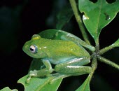 Boophis andreonei Adult,Terrestrial,Mantellidae,Aquatic,Amphibia,Vulnerable,Animalia,Anura,Africa,andreonei,Streams and rivers,Boophis,Carnivorous,Rainforest,Chordata,IUCN Red List