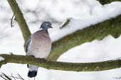 Woodpigeon in beech tree during snowfall Fagales,Magnoliopsida,Dicots,Magnoliophyta,Flowering Plants,Fagaceae,Beech Family,Fagus,Common,Broadleaved,Anthophyta,Photosynthetic,Terrestrial,Plantae,Europe