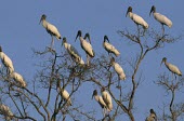 Wood stork group at roost Meetings with others of same species,Intra-specific behaviours,Chordates,Chordata,Aves,Birds,Storks,Ciconiidae,Ciconiiformes,Herons Ibises Storks and Vultures,Wetlands,Flying,North America,Least Conce