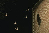 Free-tailed bats emerging from house
