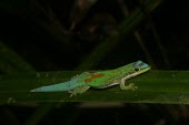 Day gecko Habitat,Adult,Species in habitat shot,Reptilia,Rainforest,Chordata,Carnivorous,antanosy,Africa,Sub-tropical,Arboreal,Appendix II,Gekkonidae,Tropical,Phelsuma,Squamata,Animalia,Critically Endangered,IU