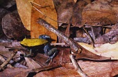 Blue-legged mantella camouflaged in leaf litter Amphibia,Animalia,Streams and rivers,Mountains,Appendix II,Mantellidae,Anura,Carnivorous,Temporary water,Rock,Mantella,Chordata,Africa,Aquatic,Critically Endangered,Terrestrial,expectata,IUCN Red List