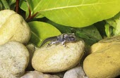 Newly metamorphosed painted burrowing froglet Various larval or tadpole stages,Terrestrial,Temporary water,Animalia,Amphibia,Mountains,Scaphiophryne,Forest,Africa,Anura,Carnivorous,Chordata,Subterranean,Critically Endangered,gottlebei,Rock,Append