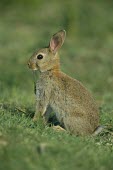 Young rabbit Juvenile,Survival Adaptations,Rabbits, Hares,Leporidae,Mammalia,Mammals,Lagomorpha,Hares and Rabbits,Chordates,Chordata,Herbivorous,Africa,Common,Scrub,North America,cuniculus,Oryctolagus,South Americ