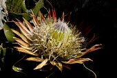 King protea flower Mature form,Flower,Protea,Mountains,Africa,Magnoliopsida,Proteaceae,Semi-desert,Photosynthetic,Tracheophyta,Plantae,Proteales