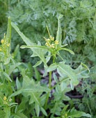 Mediterranean rocket Leaves,Flower,Terrestrial,Africa,Photosynthetic,Plantae,Not Evaluated,Magnoliopsida,Tracheophyta,Brassicaceae,Europe,Asia,Capparales,Sisymbrium