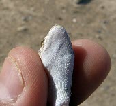 Baluch ground gecko, chin detail Adult,Squamata,Semi-desert,Bunopus,Reptilia,Not Evaluated,Gekkonidae,Carnivorous,Terrestrial,Rock,Animalia,Desert,Chordata,Sand-dune,Asia,IUCN Red List,Least Concern