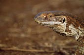 Monitor lizard. Now split into 2 species, now v. albigularis Adult,Savannah,Reptilia,Animalia,Scrub,Africa,Chordata,Squamata,Not Evaluated,Carnivorous,Varanus,Semi-desert,Terrestrial,Appendix II,Varanidae