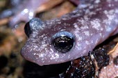 Imperial cave salamander close up of head Adult,Temperate,Amphibia,Animalia,Carnivorous,Near Threatened,Chordata,Plethodontidae,Caudata,imperialis,Speleomantes,Europe,Rock,Terrestrial,IUCN Red List