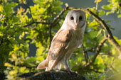 Barn owl in oak tree Magnoliophyta,Flowering Plants,Fagaceae,Beech Family,Fagales,Magnoliopsida,Dicots,Plantae,Terrestrial,Europe,Broadleaved,Anthophyta,Common,Photosynthetic,Least Concern,Quercus,robur,IUCN Red List