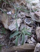 Scabiosa olivieri flowering Flower,Dipsacaceae,Plantae,Magnoliopsida,Dipsacales,Scabiosa,Tracheophyta