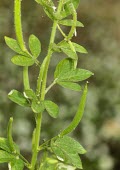 Asian spiderflower leaves and fruit Leaves,Mature form,Fruits or berries,Australia,Plantae,Terrestrial,Europe,Capparales,Asia,Photosynthetic,Cleome,Africa,Capparaceae,Magnoliopsida,Tracheophyta