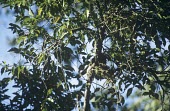 Grand Comoro drongo on nest Breeding habitat,Species in habitat shot,Habitat,Perching Birds,Passeriformes,Aves,Birds,Dicruridae,Drongos,Chordates,Chordata,Dicrurus,Animalia,Agricultural,fuscipennis,Sub-tropical,Carnivorous,Tropi