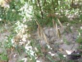Bromus pectinatus Flower,Mature form,Not Evaluated,Tracheophyta,Plantae,Liliopsida,Cyperales,Terrestrial,Bromus,Africa,Photosynthetic,IUCN Red List,Poaceaea