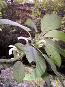 Cyanea copelandii haleakalaensis Mature form,Campanulales,Magnoliopsida,IUCN Red List,North America,Forest,Critically Endangered,Plantae,Terrestrial,Photosynthetic,Campanulaceae,Cyanea,Tracheophyta