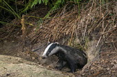 European badger cub at sett entrance hole Carnivores,Carnivora,Mammalia,Mammals,Chordates,Chordata,Weasels, Badgers and Otters,Mustelidae,Europe,meles,Temperate,Animalia,Meles,Coastal,Species of Conservation Concern,Scrub,Wildlife and Conserv