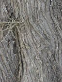 Southern red cedar bark Mature form,Plantae,Cupressaceae,Coniferales,Coniferopsida,Terrestrial,Critically Endangered,bermudiana,North America,Juniperus,Photosynthetic,Tracheophyta,IUCN Red List