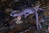 Imperial cave salamander, rear view Adult,Temperate,Amphibia,Animalia,Carnivorous,Near Threatened,Chordata,Plethodontidae,Caudata,imperialis,Speleomantes,Europe,Rock,Terrestrial,IUCN Red List