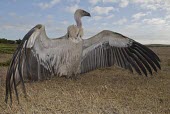 Cape vulture sunning with wings spread Feather care,Habitat,Species in habitat shot,Adult,Aves,Africa,Carnivorous,Terrestrial,Falconiformes,Rainforest,Gyps,Chordata,Vulnerable,Desert,Appendix II,Flying,Sub-tropical,Agricultural,Temperate,c