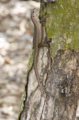 Wright's skink on tree Adult,Species in habitat shot,Habitat,Squamata,Africa,Animalia,Sub-tropical,Vulnerable,Trachylepis,Chordata,Tropical,Terrestrial,wrightii,Scincidae,Reptilia,IUCN Red List