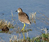 White-tailed lapwing Adult,Aves,Terrestrial,Africa,Grassland,Charadriiformes,Omnivorous,Europe,Vanellus,Least Concern,Animalia,leucurus,Brackish,Chordata,Fresh water,Agricultural,Flying,Charadriidae,Asia,IUCN Red List