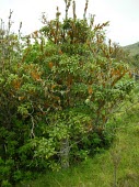 Holei covered in moss Inter-specific Relationships,Mature form,Extinct,Ochrosia,haleakalae,Terrestrial,Tracheophyta,Photosynthetic,Pacific,Apocynaceae,Endangered,Magnoliopsida,Plantae,Gentianales,IUCN Red List