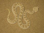 Arabian horned viper, dorsal view Adult,Animalia,Asia,Cerastes,Reptilia,Least Concern,Desert,Chordata,Viperidae,Carnivorous,Squamata,Terrestrial,IUCN Red List