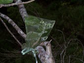 Alani flowers covered with mesh bag to protect them from predation and to collect the seeds. Mature form,Magnoliopsida,Sapindales,Melicope,Photosynthetic,Terrestrial,IUCN Red List,Tracheophyta,Forest,mucronulata,Critically Endangered,Plantae,North America,Rutaceae