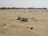 Arabian horned viper in habitat Species in habitat shot,Adult,Habitat,Deserts,Animalia,Asia,Cerastes,Reptilia,Least Concern,Desert,Chordata,Viperidae,Carnivorous,Squamata,Terrestrial,IUCN Red List