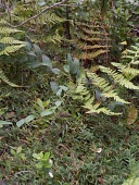 Pauoa competing with invasive plants Leaves,Mature form,Ctenitis,Photosynthetic,Plantae,Polypodiopsida,Blechnales,North America,Rainforest,Polypodiophyta,Forest,Dryopteridaceae,Terrestrial,IUCN Red List,Critically Endangered