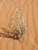 Heliotropium digynum in desert habitat Mature form,Leaves,Habitat,Species in habitat shot,Deserts,Heliotropium,Photosynthetic,Terrestrial,Tracheophyta,Boraginaceae,Asia,Lamiales,Magnoliopsida,Plantae