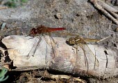 Common scarlet-darter male and female Ponds and lakes,Forest,Least Concern,Terrestrial,Animalia,Europe,Australia,Asia,Crocothemis,Streams and rivers,erythraea,Insecta,Flying,Arthropoda,Savannah,Wetlands,Odonata,Carnivorous,Africa,Libellul