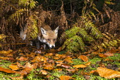 Red fox in autumnal bracken and beech leaves Fagales,Magnoliopsida,Dicots,Magnoliophyta,Flowering Plants,Fagaceae,Beech Family,Fagus,Common,Broadleaved,Anthophyta,Photosynthetic,Terrestrial,Plantae,Europe