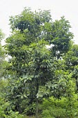 Cryptocarya elliptifolia Mature form,Cryptocarya,Terrestrial,IUCN Red List,Tracheophyta,Critically Endangered,Magnoliopsida,Photosynthetic,Laurales,Plantae,Lauraceae,Forest,Asia
