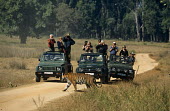 Tourists in jeeps watching tigress (with radio collar) crossing track in Kanha meadows