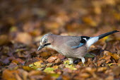Jay on fallen beech leaves Fagales,Magnoliopsida,Dicots,Magnoliophyta,Flowering Plants,Fagaceae,Beech Family,Fagus,Common,Broadleaved,Anthophyta,Photosynthetic,Terrestrial,Plantae,Europe