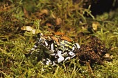Painted burrowing frog Terrestrial,Temporary water,Animalia,Amphibia,Mountains,Scaphiophryne,Forest,Africa,Anura,Carnivorous,Chordata,Subterranean,Critically Endangered,gottlebei,Rock,Appendix II,Ponds and lakes,Aquatic,Mic