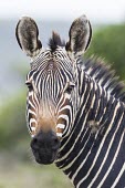 Portrait of a Cape Mountain Zebra stallion Adult Male,Adult,Equus,Terrestrial,Semi-desert,zebra,Vulnerable,Equidae,Mountains,Herbivorous,Africa,Appendix II,Mammalia,Chordata,Appendix I,Perissodactyla,Animalia,IUCN Red List
