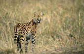 Serval cat (Felis serval) Masai Mara National Reserve, Kenya
