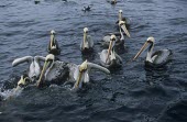 Group of Peruvian pelicans feeding on the ocean Feeding behaviour,Adult,Feeding,Social behaviour,How does it live ?,Near Threatened,Carnivorous,Pelecanidae,Animalia,Coastal,Chordata,thagus,Pelecaniformes,Flying,Pelecanus,Aves,South America,IUCN Red