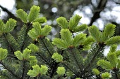 Taiwan fir with new flush of leaves Leaves,Mature form,Asia,Near Threatened,Tracheophyta,Forest,Lower Risk,Plantae,Coniferales,IUCN Red List,Pinaceae,Terrestrial,Coniferopsida,Photosynthetic,Abies