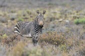 Cape Mountain Zebra stallion in arid Karoo scrubland Adult Male,Adult,Equus,Terrestrial,Semi-desert,zebra,Vulnerable,Equidae,Mountains,Herbivorous,Africa,Appendix II,Mammalia,Chordata,Appendix I,Perissodactyla,Animalia,IUCN Red List