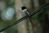 Female Seychelles paradise-flycatcher with food in beak Adult Female,Adult,Passeriformes,Forest,Wetlands,Chordata,Terpsiphone,Omnivorous,Muscicapidae,Critically Endangered,Africa,Aves,Flying,Animalia,corvina,IUCN Red List