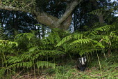 European badger cub in oak woods Carnivores,Carnivora,Mammalia,Mammals,Chordates,Chordata,Weasels, Badgers and Otters,Mustelidae,Europe,meles,Temperate,Animalia,Meles,Coastal,Species of Conservation Concern,Scrub,Wildlife and Conserv