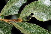 Elaeagnus tarokoensis leaves Mature form,IUCN Red List,Elaegnus,Tropical,Forest,Asia,Terrestrial,Elaeagnaceae,Magnoliopsida,Proteales,Plantae,Tracheophyta,Photosynthetic,Vulnerable